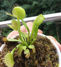 ������ֲ�￪ʼ�Բ�Ӭ��