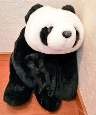 �������Ȼ����һֻè