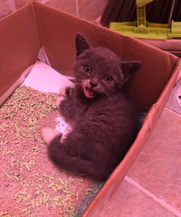 Ӣ�����׵ܵ�������