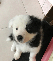 ��˵���ó��ó��������