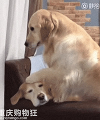 我终于摸到狗头了!