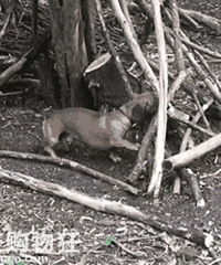 �������֦���ܸǸ�������