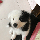 据说这是狗界孙红雷