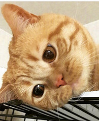 ���ʣ�������ĺ�����