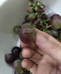 吃葡萄的注意哦,里面竟有鼻涕虫