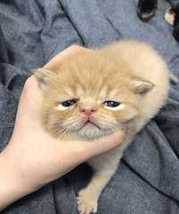 �ӷƺ�Ӣ�̵Ĵ�������ѽ