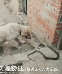 ��ë��ս���ߣ���˭Ӯ��