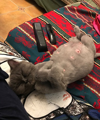 从她怀孕开始就做好了接生的准备,结果一觉起来多了一堆小崽子