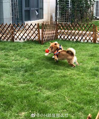 ��������СHСOס��԰С����