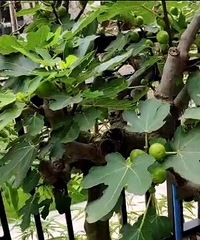 【2019秀家】拒绝跟风三室暖窝,每一盏灯都样子独特
