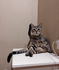 ��èһֻ����������