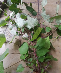 �������Ѿ���������̨