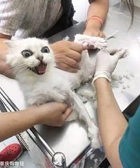 ��ʺ�����²������췴��