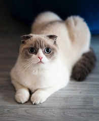 ���ڼ�������7ֻè