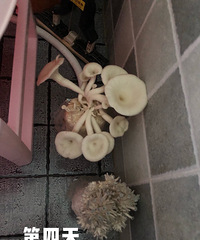 第一次买淘宝推送的菌菇包,第四天就吃上自己种的蘑菇
