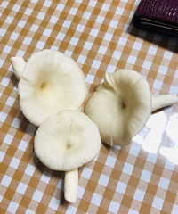 第一次买淘宝推送的菌菇包,第四天就吃上自己种的蘑菇