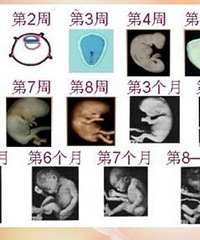 һ��ͼ�����˽�̥���ڶ�����������仯�������棡