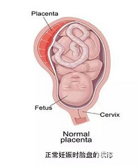 ���ӻ�û����̥��ȴ���ˣ���������̥�����⣬����֪���Ķ�������