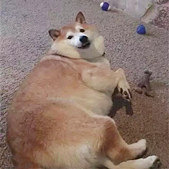 奶奶养的柴犬胖成了猪