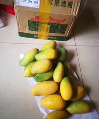 团购的攀研芒果又到一箱,现摘现发的芒果好新鲜
