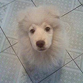 这只萨摩耶长得像只猴