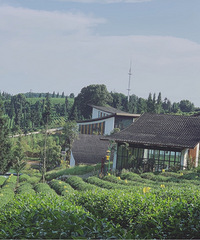 巴南区这个小众茶园,拍照很好看