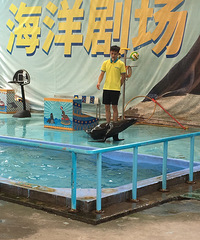 耍娃儿耍事多,跟到耍娃儿游汉海海洋公园