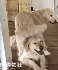 �����ϲ�����ڵܵ�����