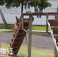 ��ֻ��Ȯ��̫����������