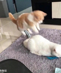 ��è��ѹ�������è��