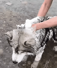 ����ϴ�������ӣ����޿���