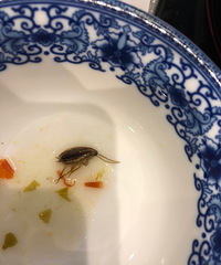 在知名烤鸭店吃到一只蟑螂