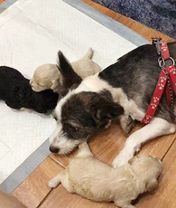 ����һ�ѹ�������������