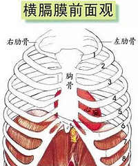 万能的呼吸法—神秘横膈膜与膈肌之谜