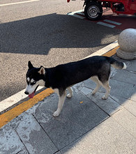 �������˴���ֻҰ������