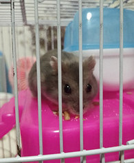 ����С���������