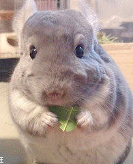 ����������è��ֱ̫�ɰ���