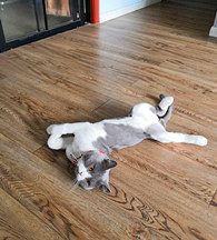 �ڹ⻬�ĵذ���Ħ��