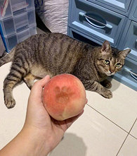 ����˼˵������ɵģ�