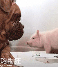 我家狗子爱上了一只猪