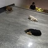 狗狗都被热趴下了
