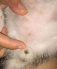 �Ҽ�è��èѢ�ˣ���ô�죿