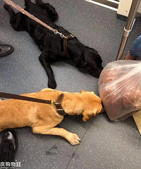警犬在试穿新裙子时,突然接到任务,结果......