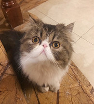 è����������ʲôӰ����