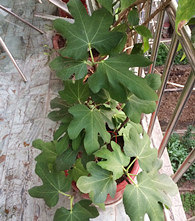 ������̨���˿��޻���