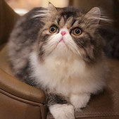 猫咪做绝育有影响吗?