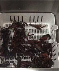 ΪϴСϺȥˮʽϴЧô