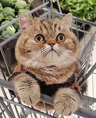 ��ֻ���ɰ���è���������