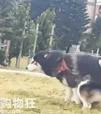 小狗被大风吹到打滚