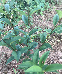 ������7��â�����磬��ô�о�Ҷ���е㲻һ�������ǲ��Ǳ�ƭ��